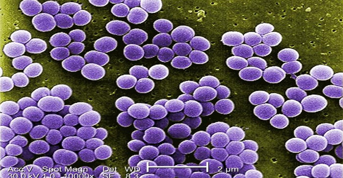 Mikroskopis Staphylococcus aureus