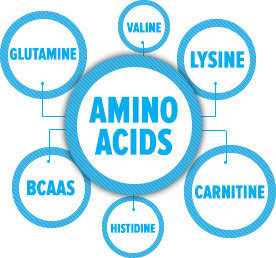 Asam amino esensial sangat diperlukan oleh tubuh karena