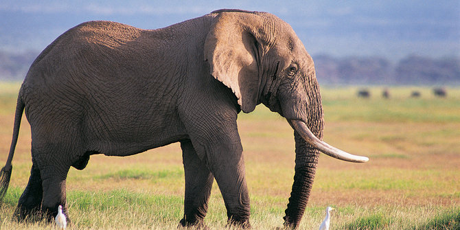 88+ Cara Gambar Hewan Gajah Gratis