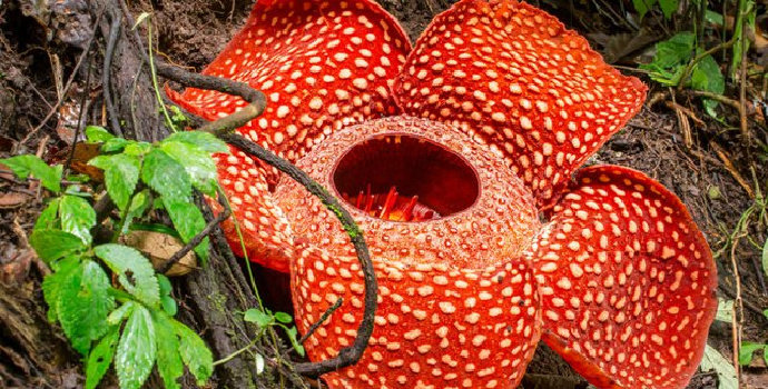 ciri-ciri dari bunga Rafflesia Arnoldi