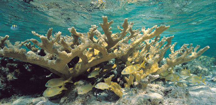 terumbu karang Elkhorn atau Acropora palmata