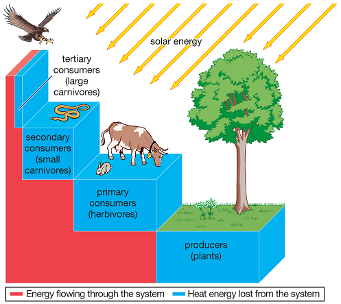 Transformasi Energi didalam Ekosistem