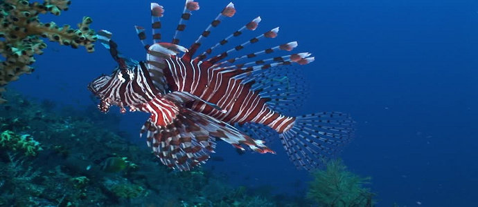 Ikan hias laut Indonesia
