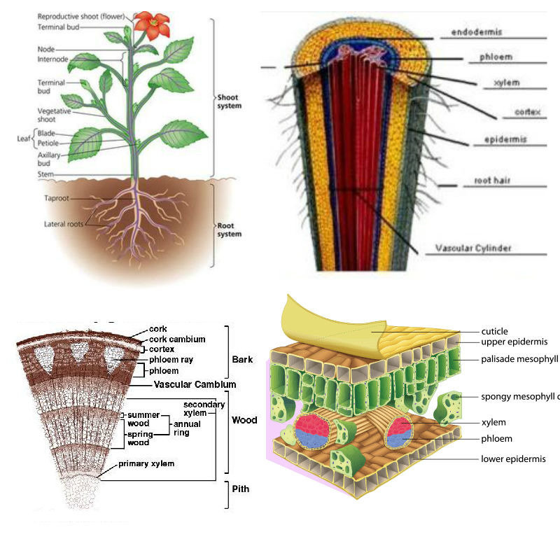 Adalah cortex tumbuhan Struktur dan