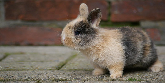 Apa saja manfaat memelihara kelinci di rumah ?