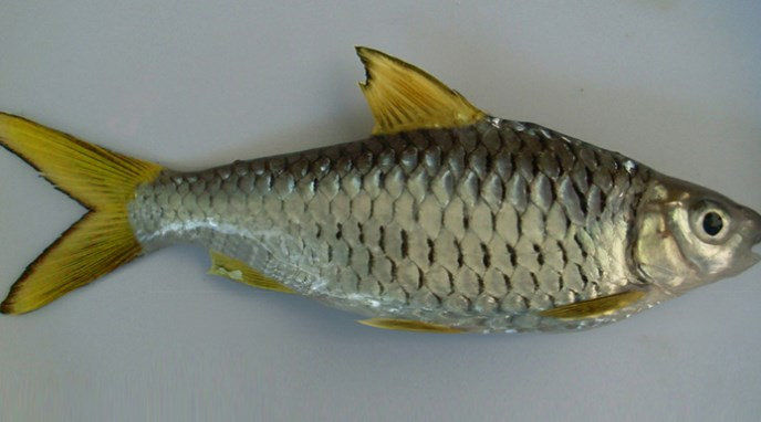 Ikan Wader