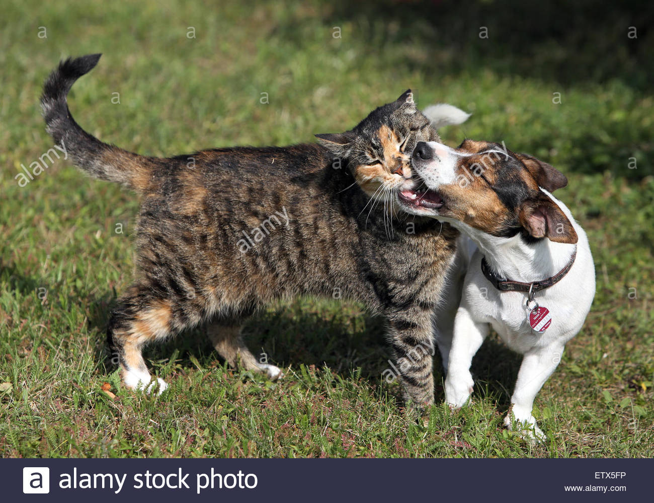 grlsdorf-germany-jack-russell-terrier-bites-a-domestic-cat-ETX5FP