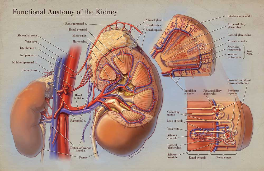 Anatomi ginjal