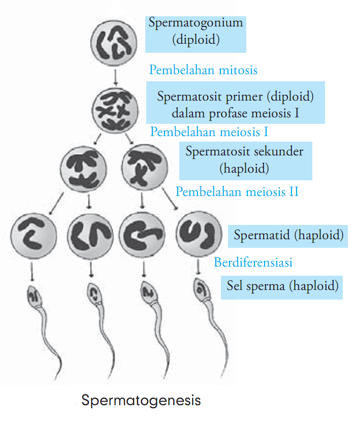 Pada proses spermatogenesis sel haploid akan mulai terbentuk pada tahap
