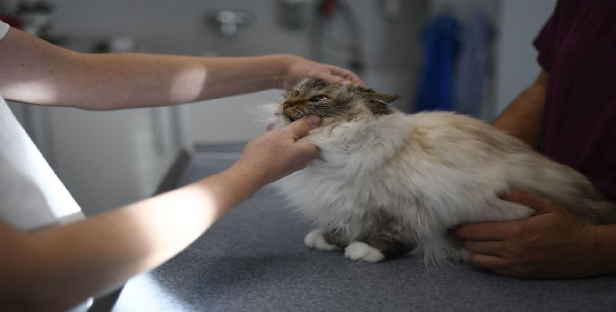 Bagaimana manajemen terapi penyakit ginjal kronis pada kucing maupun anjing ?