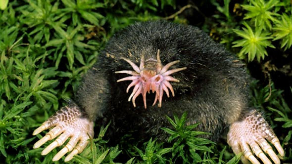 Tikus Star-Nosed Mole