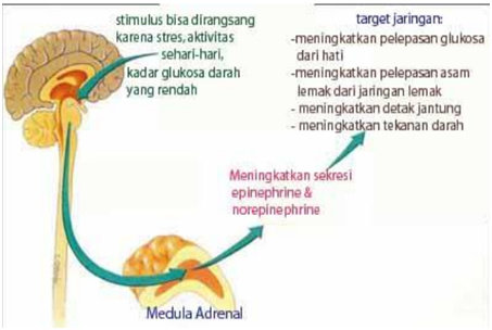 Regulasi Hormon Medula Adrenal