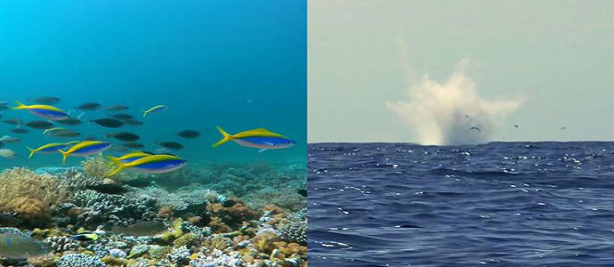 penggunaan bom terhadap ekosistem laut
