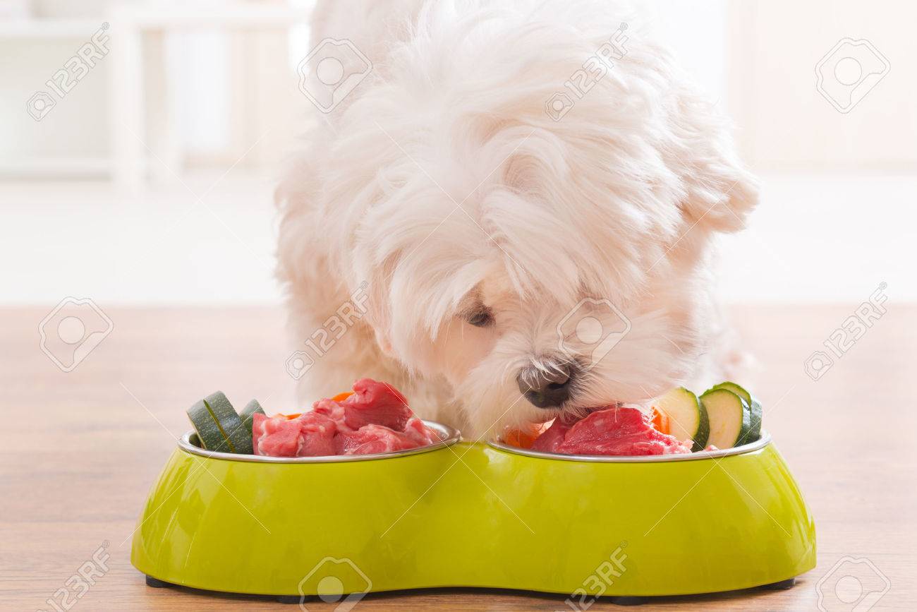 54601848-little-dog-maltese-eating-natural-organic-food-from-a-bowl-at-home
