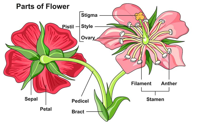Bagian-bagian Bunga