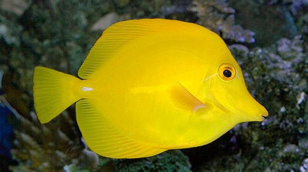 Ikan Hias Yellow Tang