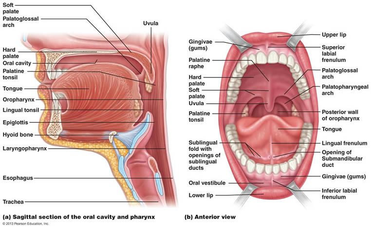 Anatomi Mulut
