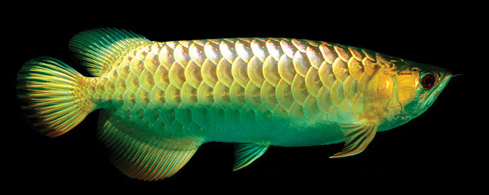Ikan arwana black golden