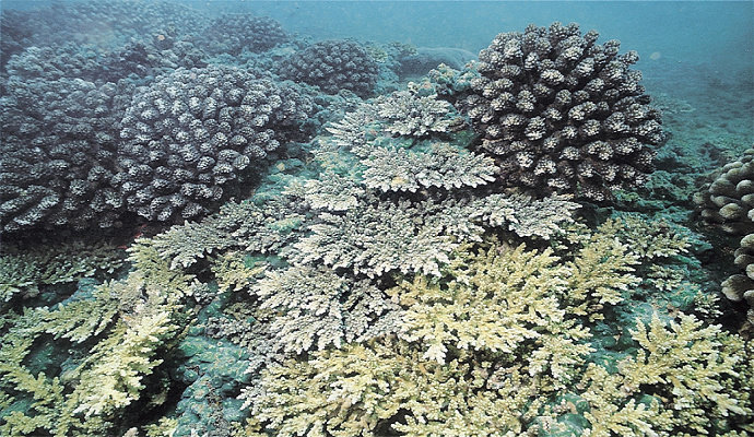 Terumbu karang Acropora Elegantula
