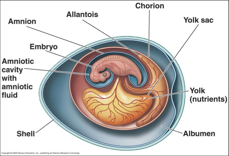 Perkembangan embrio ayam terjadi di dalam telur yang dierami selama