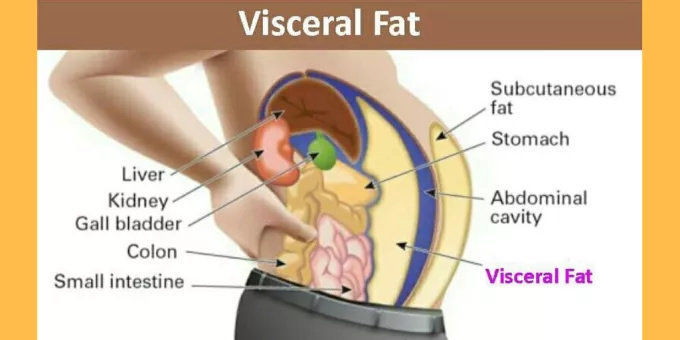 Apa yang dimaksud dengan lemak visceral ?