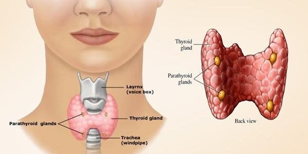 Kelenjar Thyroid