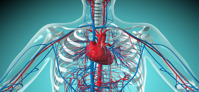 Sistem kardiovaskular