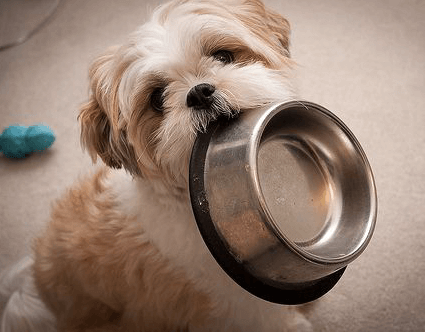 what-does-shih-tzu-eat