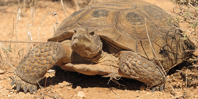 Kura-kura Desert Tortoise