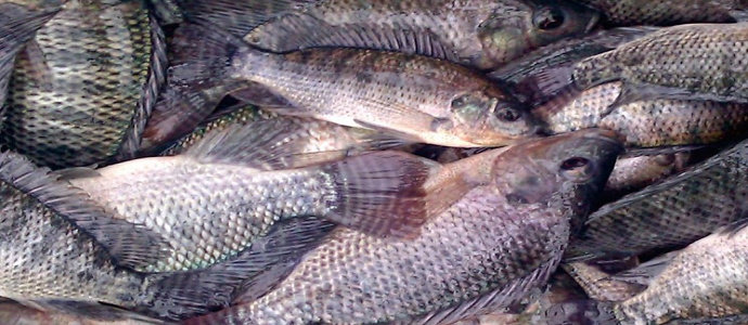 Cara Mengetahui Tempat Ikan Nila Berkumpul / Cara budidaya ikan tempat