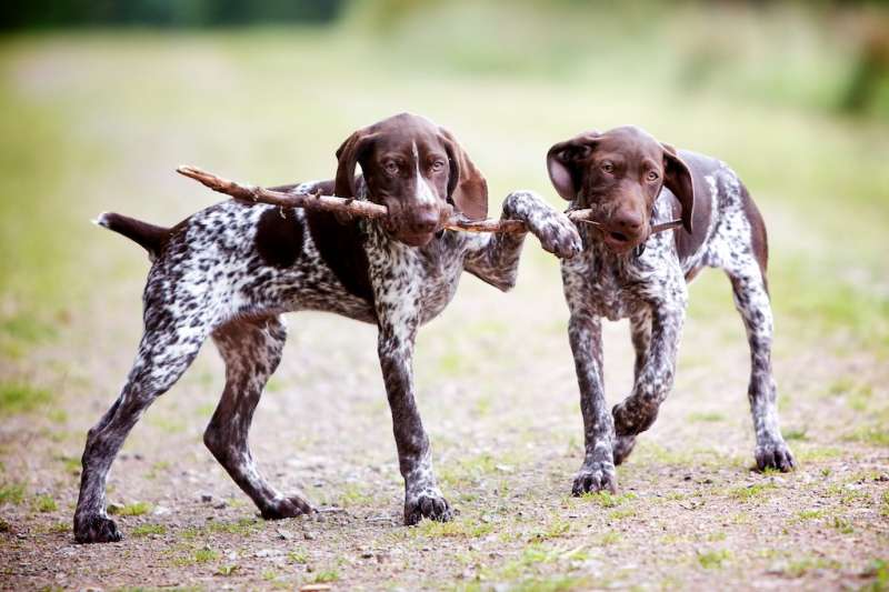 playful-pointers-photo
