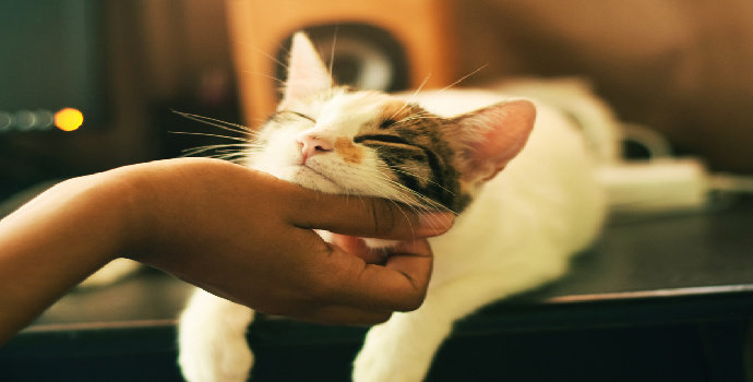 Apa yang Anda ketahui tentang psikologi kucing ?