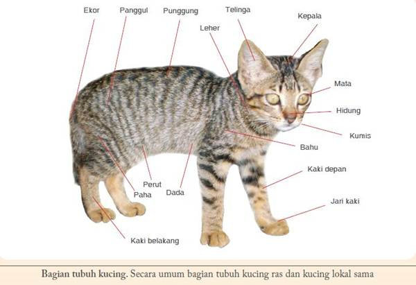 Kucing kampung klasifikasi √ 3