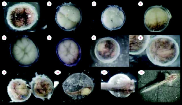 Kompilasi perkembangan embrio Polypterus