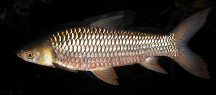 Ikan Jelewat