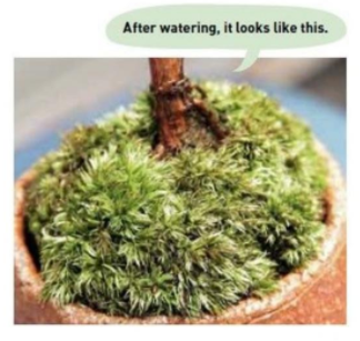 Appearance of moss after watering