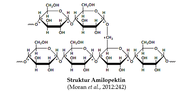 struktur amilopektin