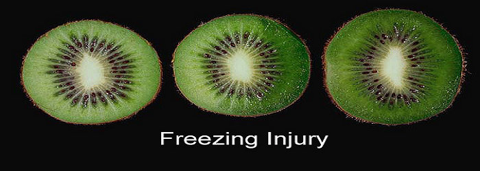 Apa yang dimaksud dengan freezing injury? - Ilmu Pertanian - Dictio  Community
