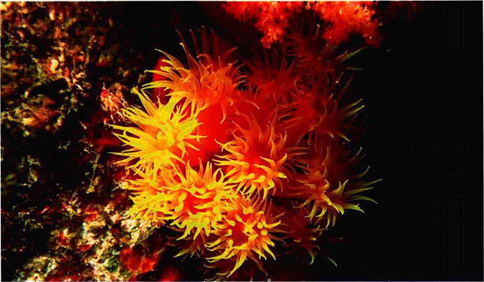 Ahermatypic coral