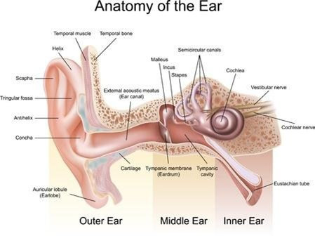 Telinga bagian tengah terdiri atas tulang