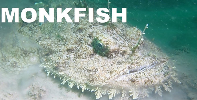 Ikan Monkfish