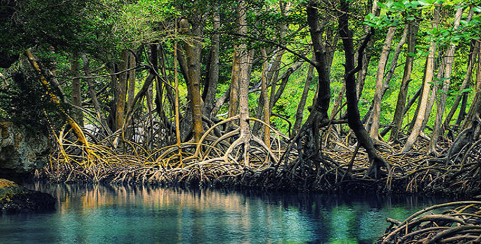 Hutan mangrove memiliki fungsi ekologis, yaitu