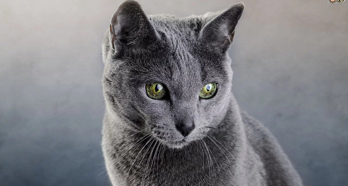Kucing russian blue