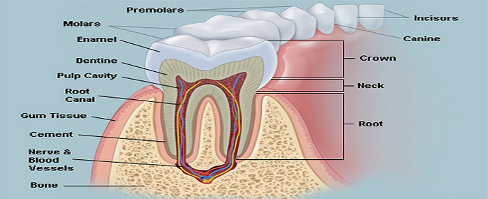 Apa yang dimaksud dengan jaringan periodontal Ilmu 