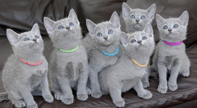 Kucing Russian blue