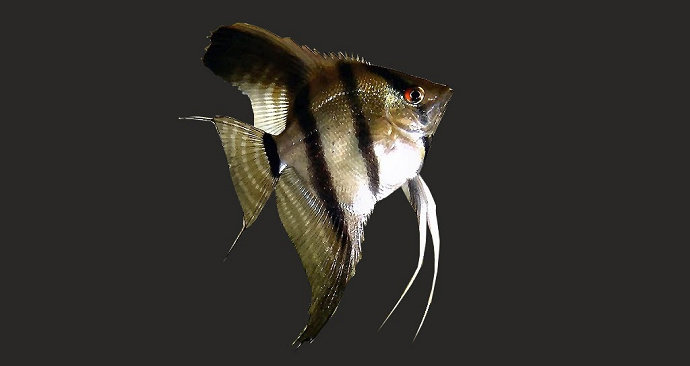 ikan manfish atau angel fish