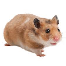Hamster jantan