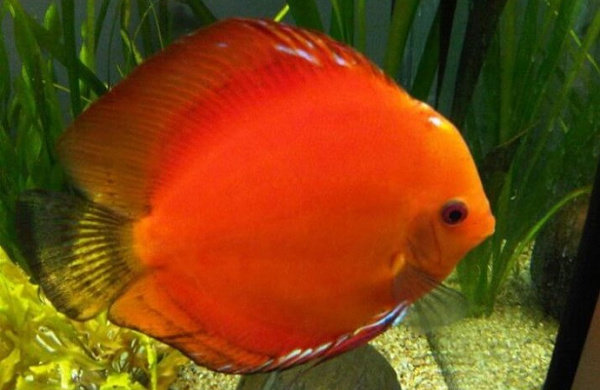 Ikan Discus Marlboro Red