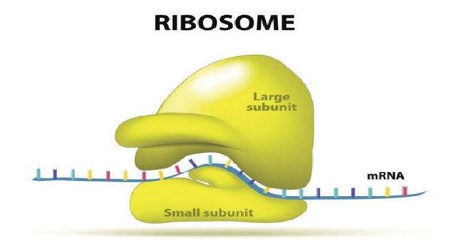ribosom organel pensitesis protein