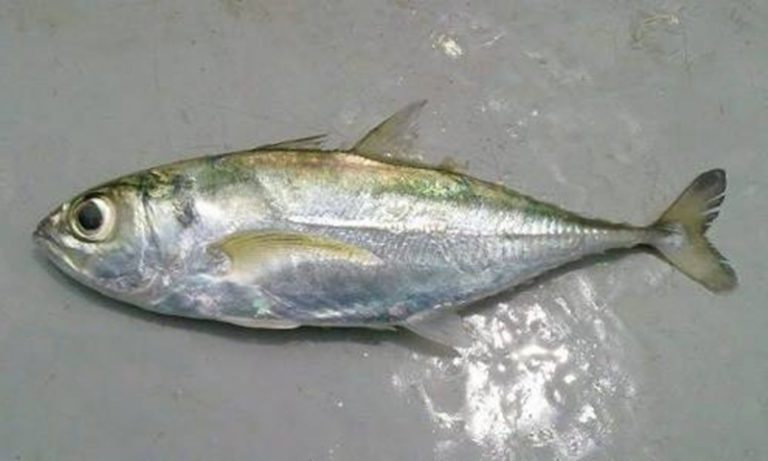 Ikan Selar Jalu-Jalu